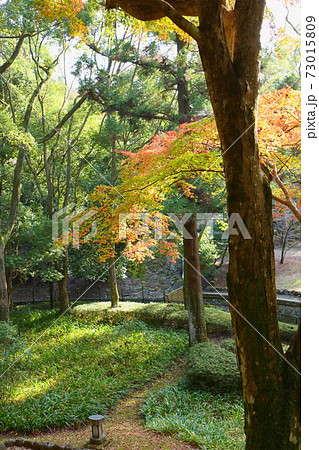 庭園 鮮やか色づくカエデ 庭園 鮮やか色づくカエデ 73015809
