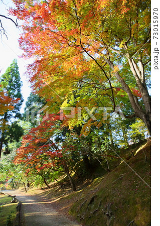 庭園 鮮やか色づくカエデ 庭園 鮮やか色づくカエデ 73015970