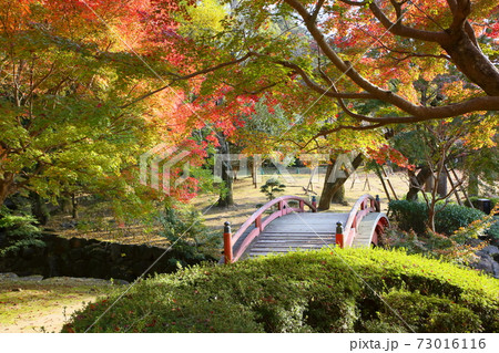 庭園 鮮やかイロハモミジ紅葉 庭園 鮮やかイロハモミジ紅葉 73016116