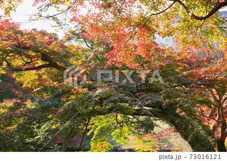 庭園 鮮やかイロハモミジ紅葉 庭園 鮮やかイロハモミジ紅葉 73016121