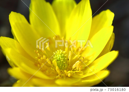 幸福を招く花 73016180
