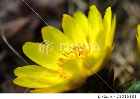 幸福を招く花 73016181