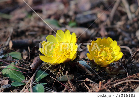 幸福を招く花 73016183