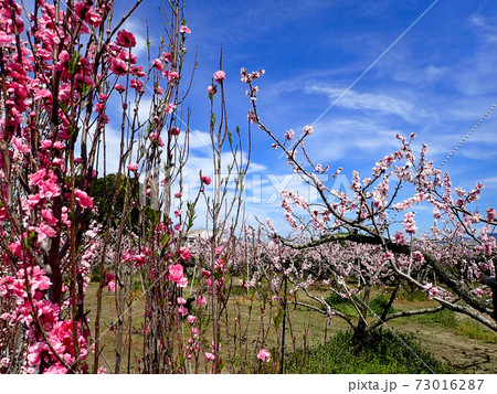 あら川桃源郷の桃の花 あら川桃源郷の桃の花 73016287