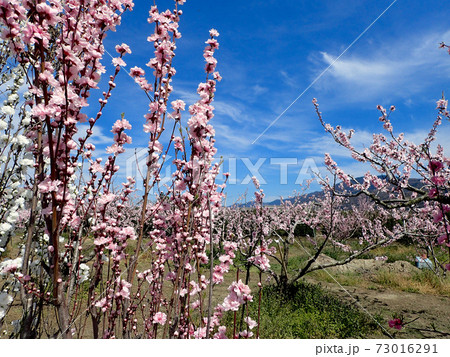 あら川桃源郷の桃の花 あら川桃源郷の桃の花 73016291