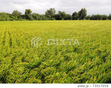 草 芝生 芝 73017058