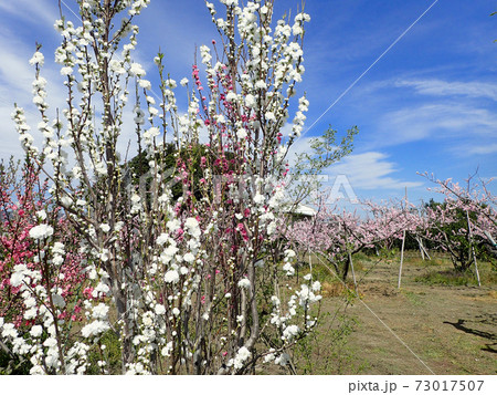 あら川桃源郷の桃の花 73017507
