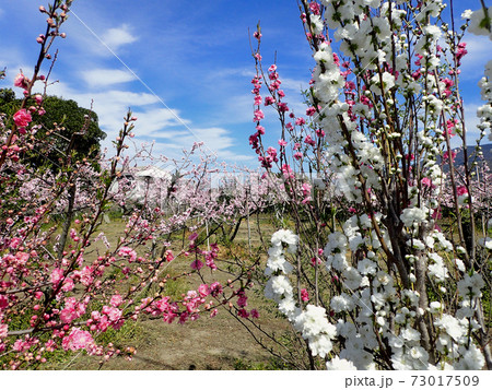 あら川桃源郷の桃の花 あら川桃源郷の桃の花 73017509