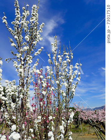 あら川桃源郷の桃の花 73017510