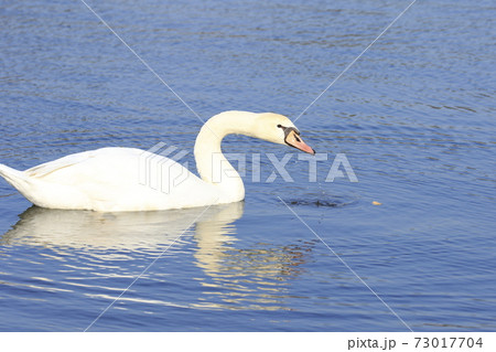 水上でくつろぐ白鳥　　　　　 73017704