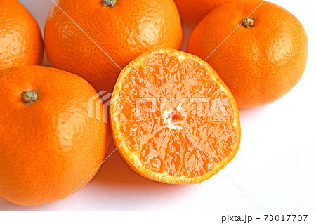 三ヶ日みかん 三ヶ日みかん 73017707