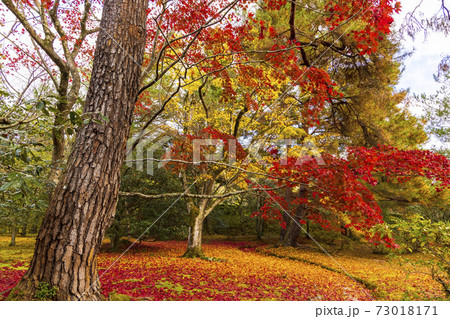 秋の京都 修学院離宮 73018171