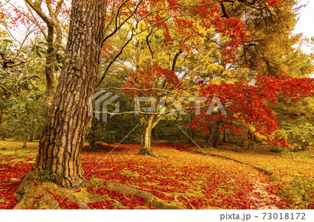 秋の京都 修学院離宮 秋の京都 修学院離宮 73018172