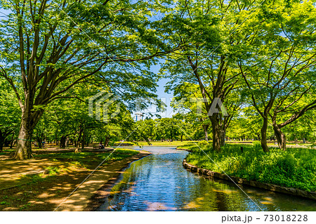 東京・代々木公園の噴水池と緑色の木々 73018228