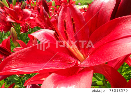 千種公園、満開のユリ〈愛知県名古屋市〉 73018579