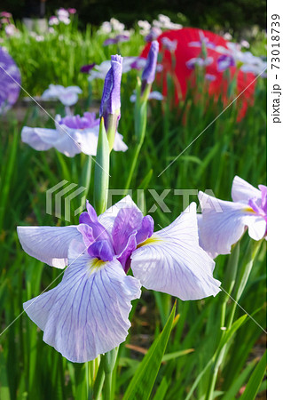 徳川園、花菖蒲と和傘〈愛知県名古屋市〉 徳川園、花菖蒲と和傘〈愛知県名古屋市〉 73018739