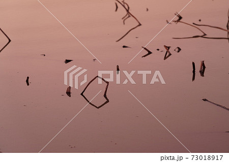 レンコン畑のアート レンコン畑のアート 73018917