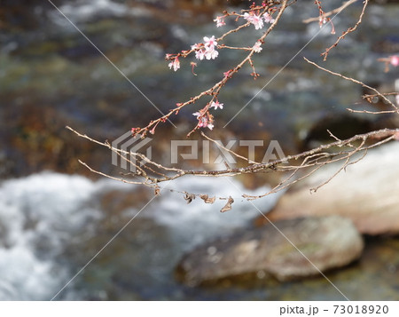 寒桜 73018920