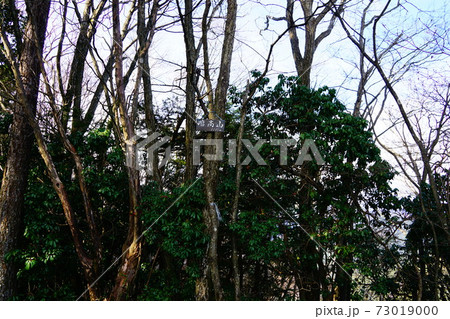 川苔山 大休場尾根からの瘤高山 川苔山 大休場尾根からの瘤高山 73019000