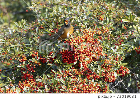 アカハラ アカハラ 73019031