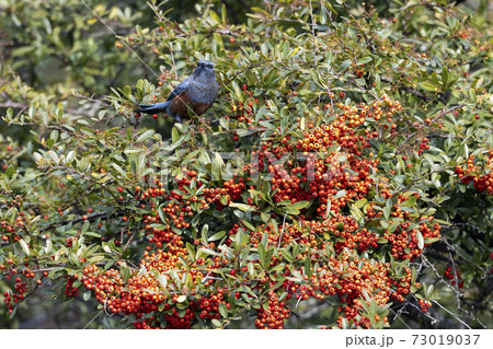 イソヒヨドリ 73019037