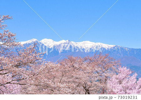 桜と中央アルプス 中川村 大草城址公園にて の写真素材