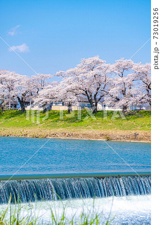 東北の桜の名所 一目千本桜 宮城県 の写真素材