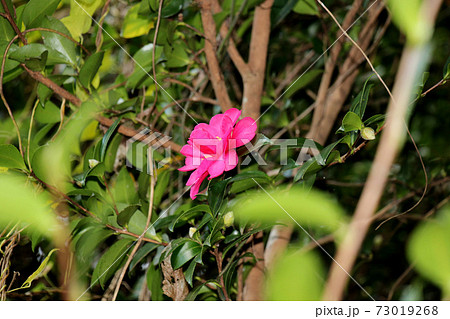 丹波市鐘ヶ坂公園からすぐの簡易パーキングに向かう道に咲く椿(つばき)の花 73019268