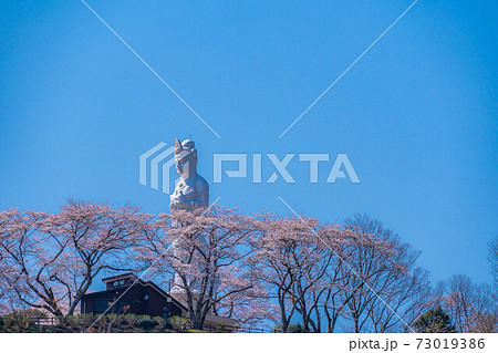 船岡城址公園の船岡平和観音と桜　【宮城県】 73019386