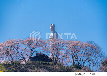 船岡城址公園の船岡平和観音と桜　【宮城県】 73019389