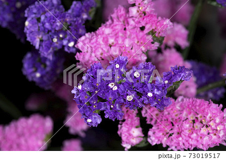 スターチスの写真素材