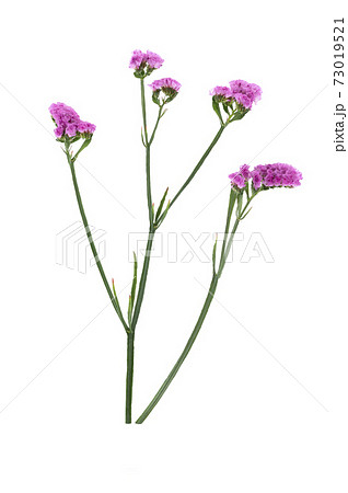 スターチスの写真素材