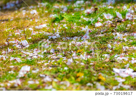 地面に落ちた桜の花びら　【長野県】 73019617