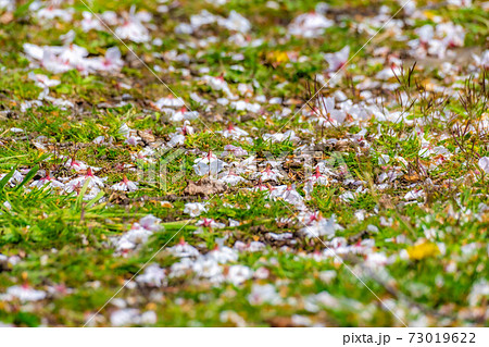 地面に落ちた桜の花びら 長野県 の写真素材
