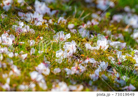地面に落ちた桜の花びら　【長野県】 73019649