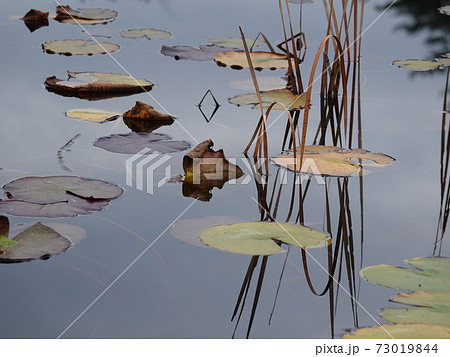 黒沢湿原の池に映るガマの茎の影 73019844
