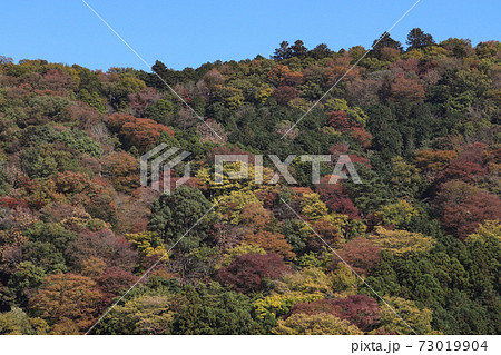 清川村煤ヶ谷付近の紅葉（神奈川県） 73019904