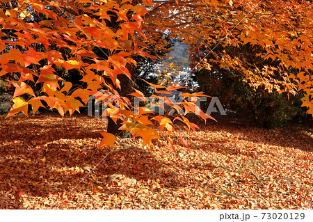 タイワンフウの葉っぱ　針木浄水場　紅葉　（高知県　高知市） 73020129