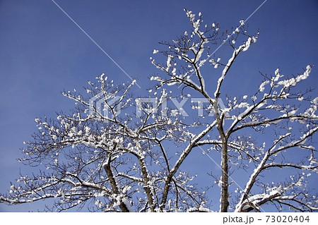 冬の青空と桜の木に咲く雪の花 冬の青空と桜の木に咲く雪の花 73020404