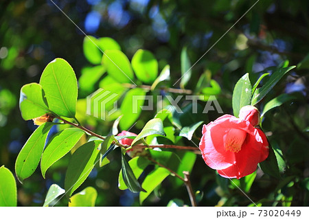 皇居東御苑早春の花 椿 皇居東御苑早春の花 椿 73020449