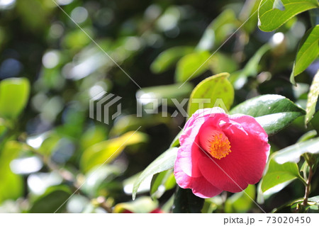 皇居東御苑早春の花 椿 皇居東御苑早春の花 椿 73020450