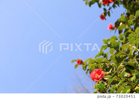 皇居東御苑早春の花 椿 皇居東御苑早春の花 椿 73020451