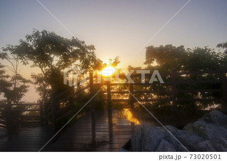 木 夕焼け 日の出 73020501