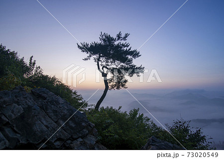木 夕焼け 日の出 73020549