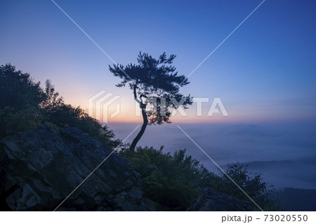 木 夕焼け 日の出 73020550