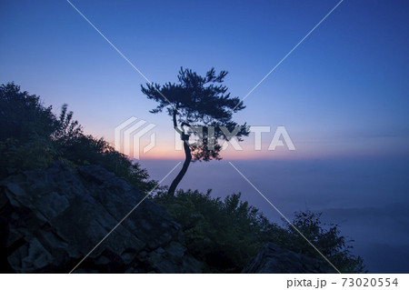 木 夕焼け 日の出 73020554