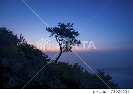 木 夕焼け 日の出 73020555