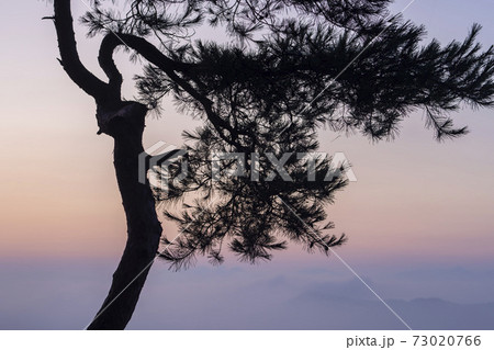 木 夕焼け 湖 73020766