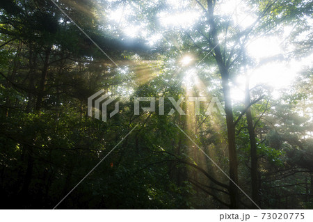 木 日の出 湖 73020775