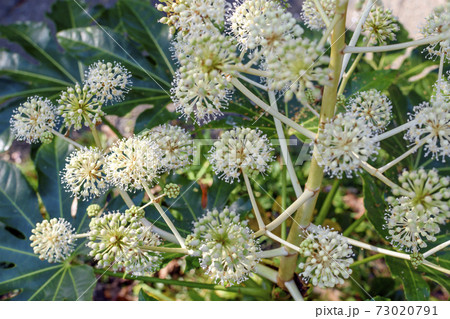ヤツデの花 ヤツデの花 73020791